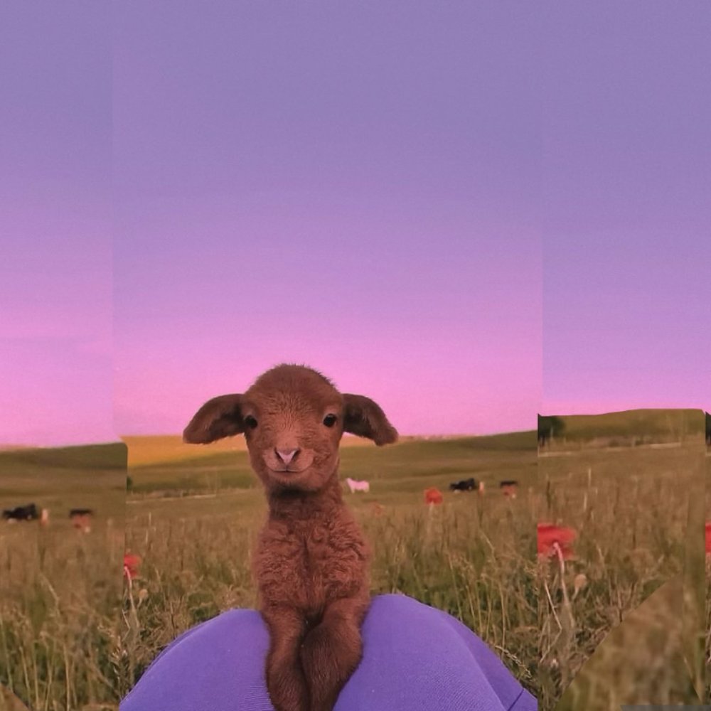 Meet your Posher, Joanna